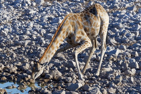 Namibian giraffe (Giraffa camelopardalis angolensis)