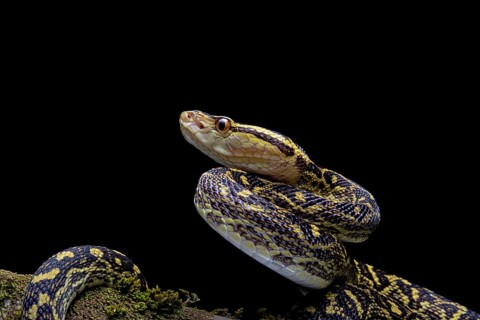 Habu (Protobothrops flavoviridis) Okinawa