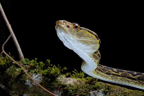 Habu (Protobothrops flavoviridis) Okinawa