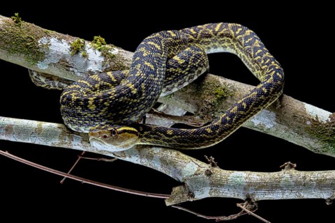 Habu (Protobothrops flavoviridis) Okinawa