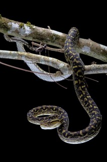 Habu (Protobothrops flavoviridis) Okinawa