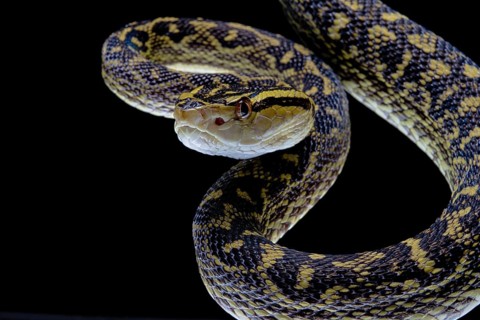 Habu (Protobothrops flavoviridis) Okinawa