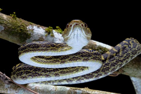 Habu (Protobothrops flavoviridis) Okinawa