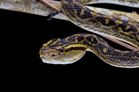 Habu (Protobothrops flavoviridis) Okinawa