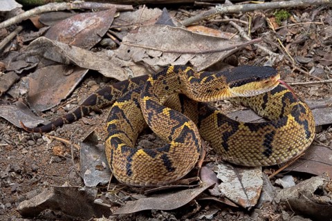 Black headed bushmaster (Lachesis melanocephala) Costa Rica