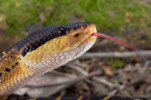 Black headed bushmaster (Lachesis melanocephala) Costa Rica