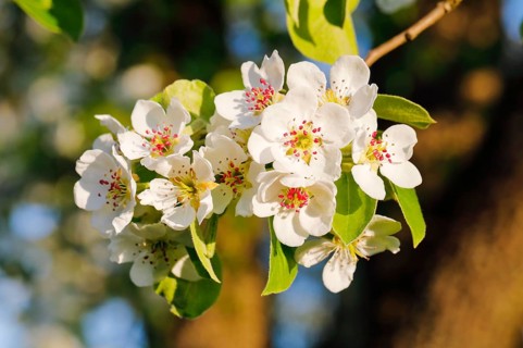 Close up of pear tree blossoms in spring
