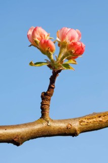 Close up of apple tree flower buds against blue sky