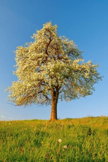 Solitary tree