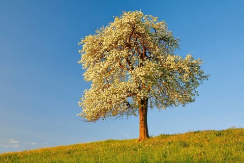 Solitary tree