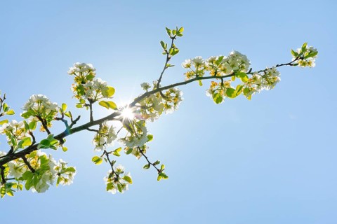 Close up of pear tree blossoms in spring