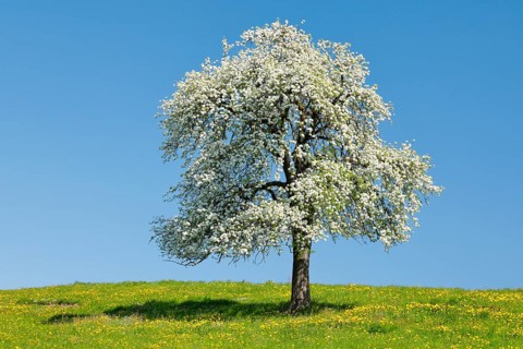 Solitary tree