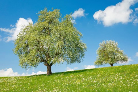 Two blossoming pear trees in spring in flowering meadow on the Hirzel