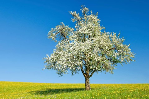 Solitary tree