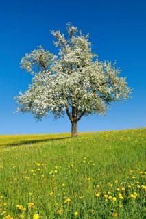 Solitary tree