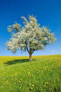Solitary tree