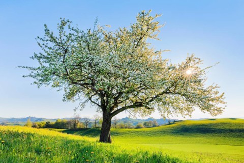 Blossoming pear tree in spring backlight on the Hirzel