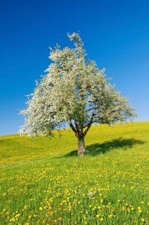 Solitary tree