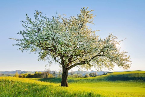 Blossoming pear tree in spring backlight on the Hirzel