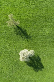 Two blossoming pear trees in spring in green meadow from bird's eye view