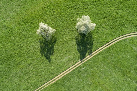Two blossoming pear trees in spring in a green meadow next to a field path from a bird's eye view