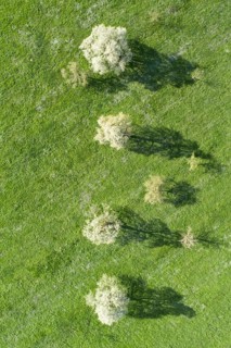 Blooming pear trees in spring in green meadow from bird's eye view