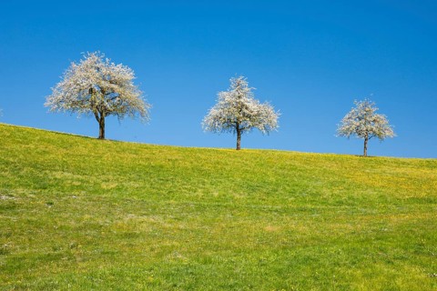 Blossoming pear trees in spring in flowering meadow