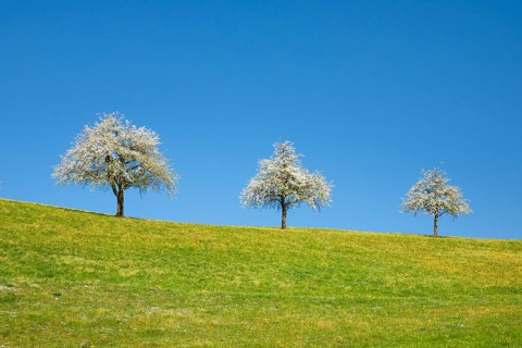 Blossoming pear trees in spring in flowering meadow