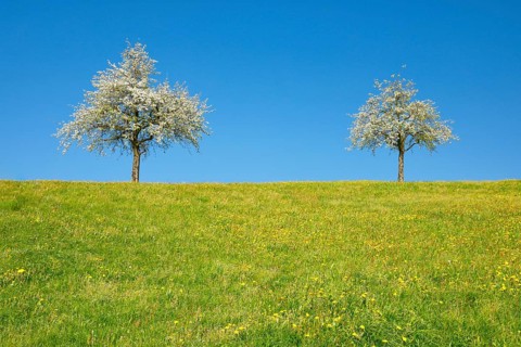 Blossoming pear trees in spring in flowering meadow