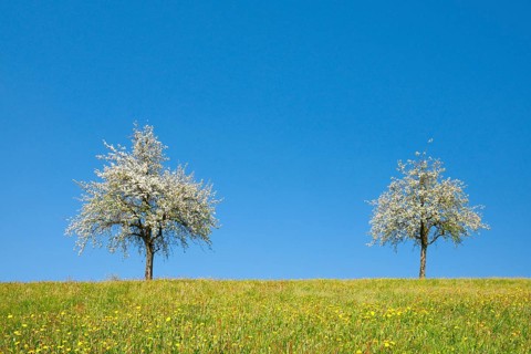 Blossoming pear trees in spring in flowering meadow