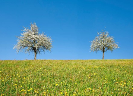 Blossoming pear trees in spring in flowering meadow