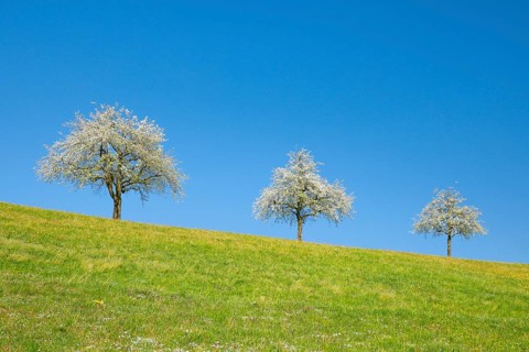 Blossoming pear trees in spring in flowering meadow