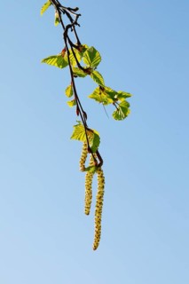 Close-up of hazelnut bush flowering catkins against blue sky
