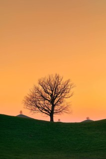 Silhouettes of oaks in drumlin landscape at Hirzelpass at sunset with Sahara dust in the atmosphere