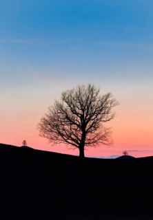 Silhouettes of oaks in drumlin landscape at Hirzelpass at sunset in spring Zurich