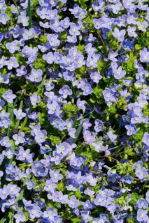 Close-up of slender speedwell (Veronica filiformis)
