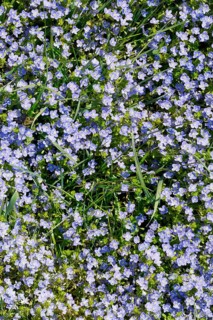 Close-up of slender speedwell (Veronica filiformis)