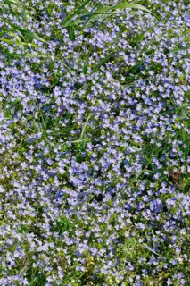 Close-up of slender speedwell (Veronica filiformis)