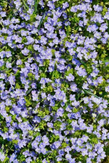 Close-up of slender speedwell (Veronica filiformis)