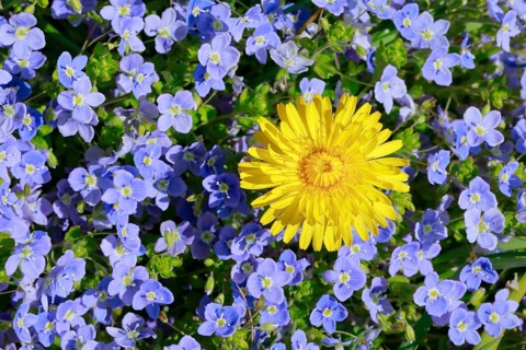 Close-up of dandelion and slender speedwell