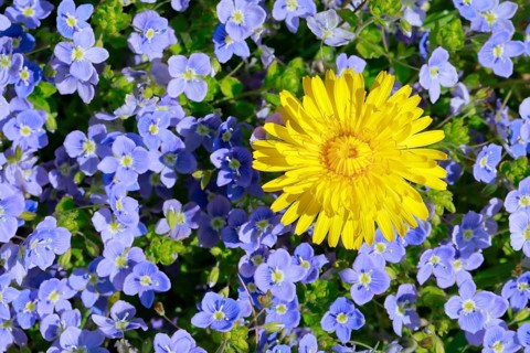 Close-up of dandelion and slender speedwell