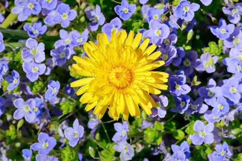 Close-up of dandelion and slender speedwell