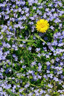 Close-up of dandelion and slender speedwell