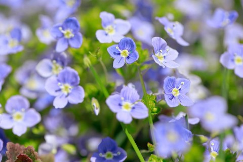 Close-up of slender speedwell (Veronica filiformis)