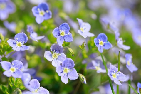 Close-up of slender speedwell (Veronica filiformis)
