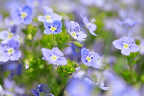 Close-up of slender speedwell (Veronica filiformis)