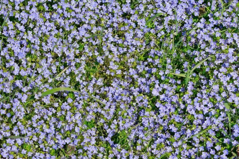 Close-up of slender speedwell (Veronica filiformis)