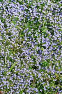 Close-up of slender speedwell (Veronica filiformis)