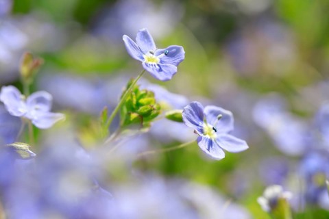 Close-up of slender speedwell (Veronica filiformis)