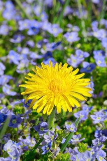 Close-up of dandelion and slender speedwell